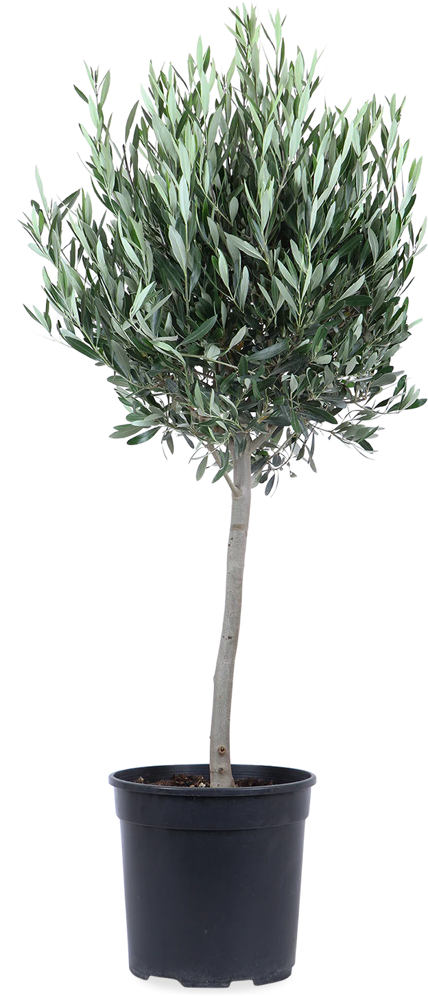 Olea europea (Olivenbaum) (XL)