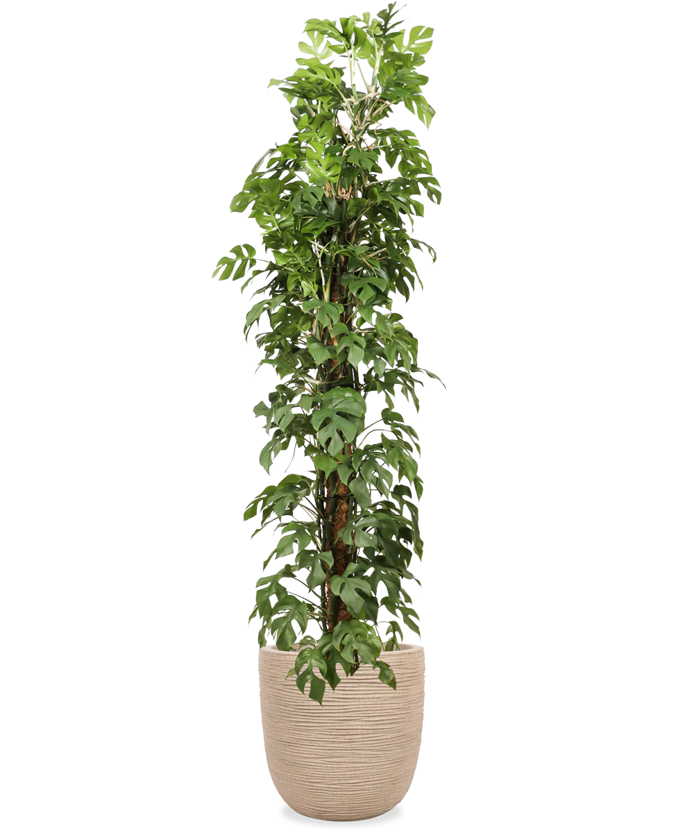 Monstera minima (XL)