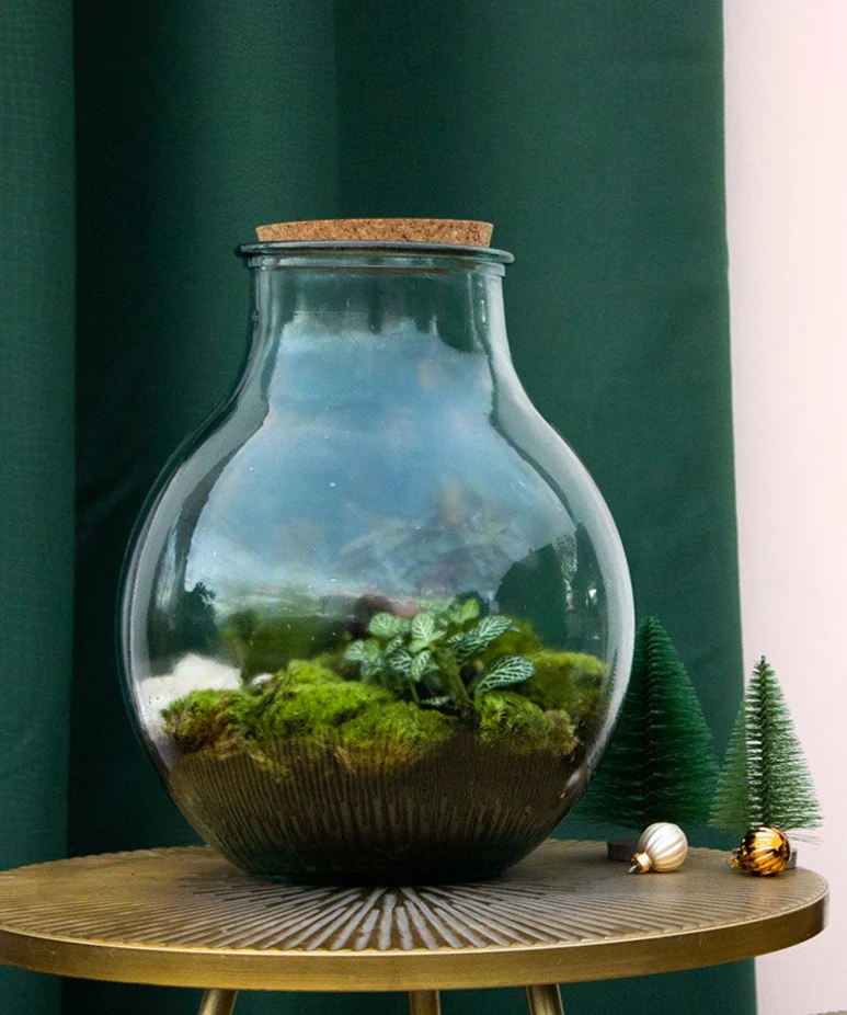 Terrarium kugelfrmige Flasche (Flaschengarten) (L)