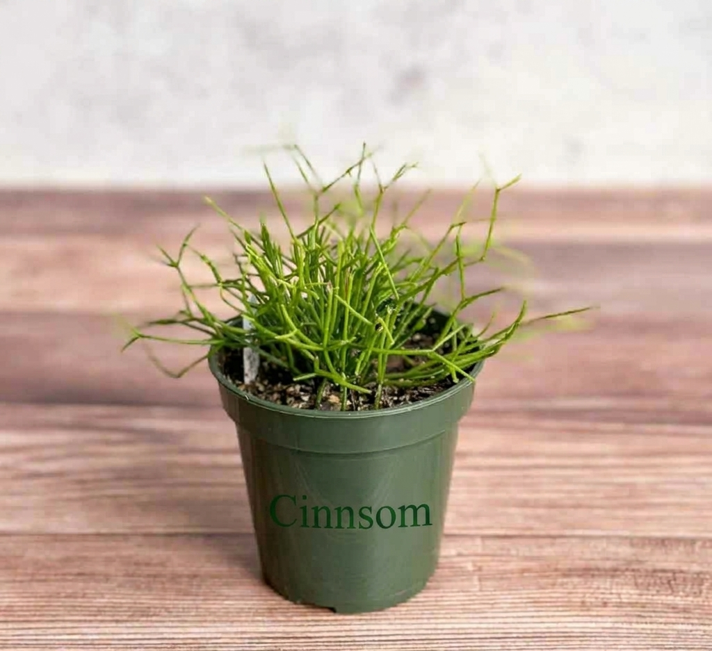 Rhipsalis burchellii - Mistelzweig-Kaktus - 3,5 Zoll