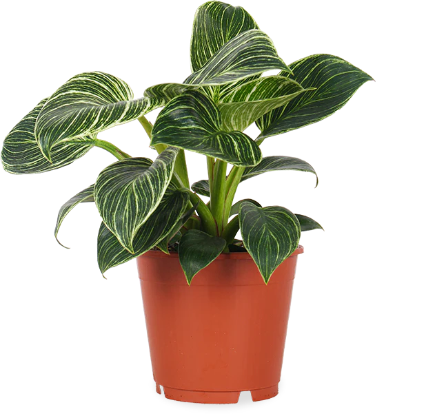 Philodendron birkin (Baumfreund) (S)