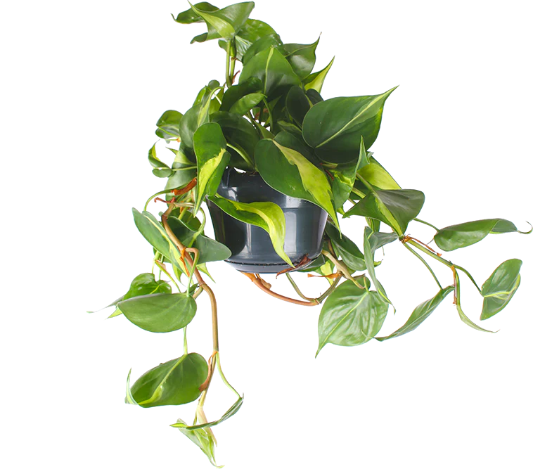 Philodendron scandens brasil (Kletter-Philodendron) (S)