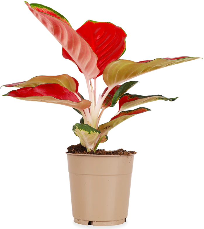 Aglaonema red star (Kolbenfaden) (S)