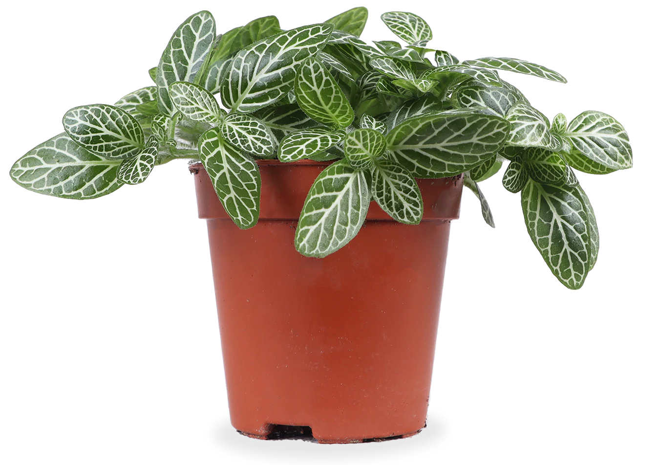 Fittonia verschaffeltii (Mosaikpflanze)(XS)