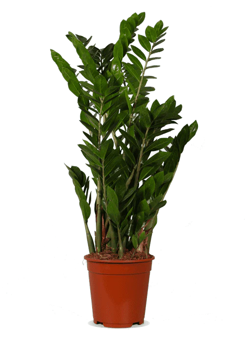 Zamioculcas (Glücksfeder) (M)