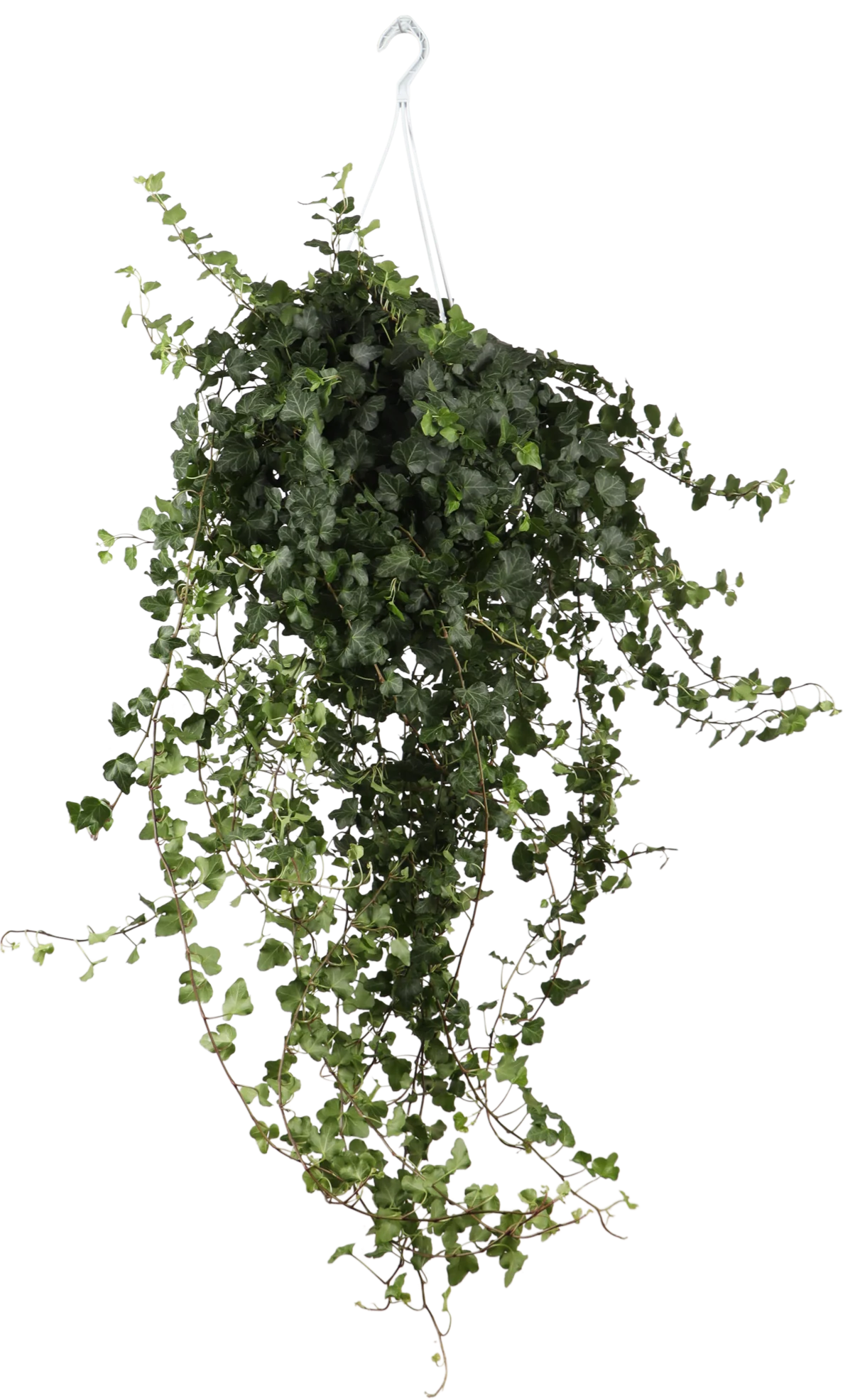 Hedera Helix Wonder (Efeu) (L)