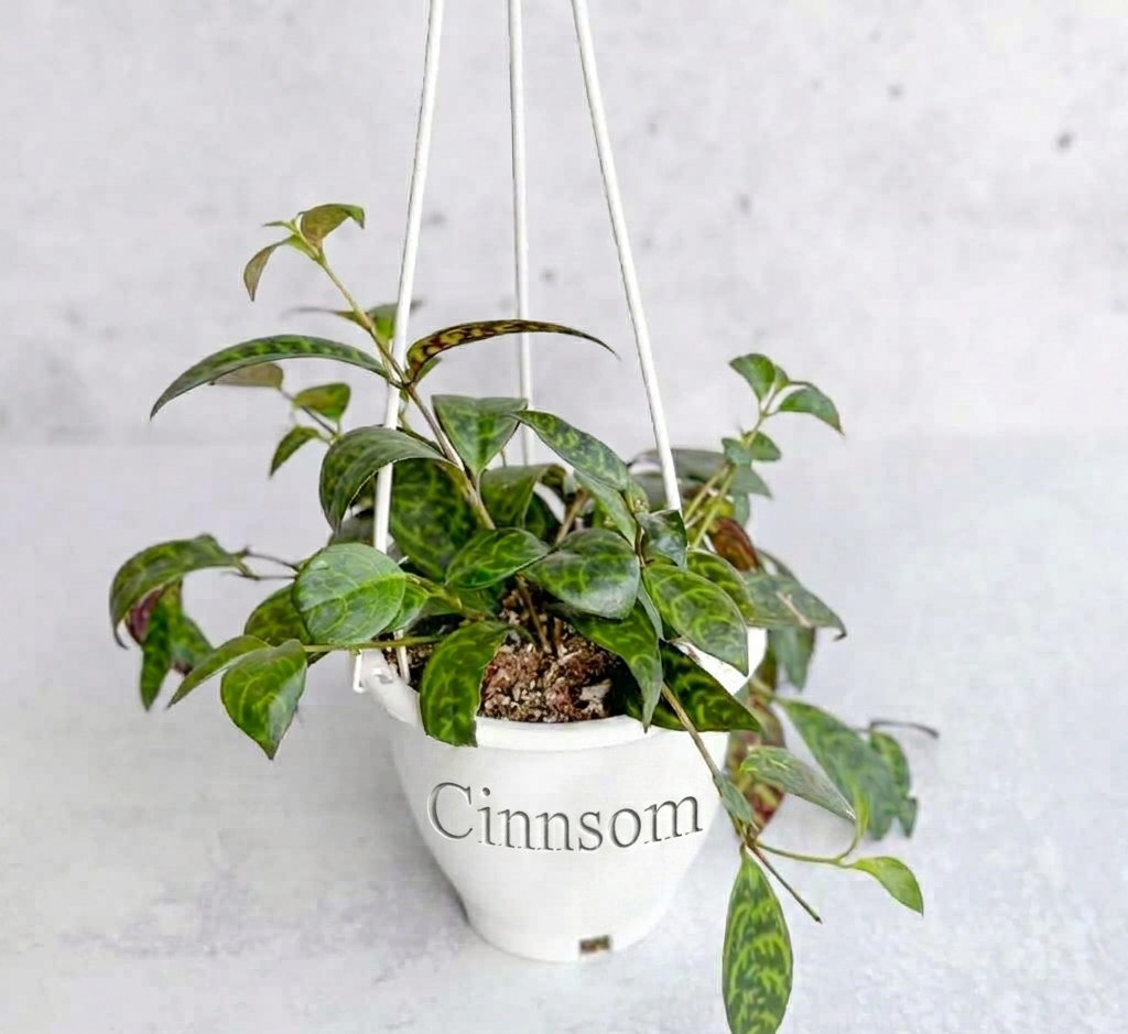 Aeschynanthus longicaulis „Schwarze Pagode“ – Hängekorb