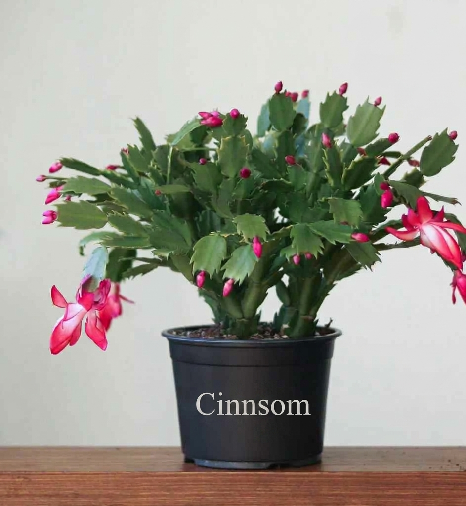 Schlumbergera Bridgessii 'Weihnachtskaktus'