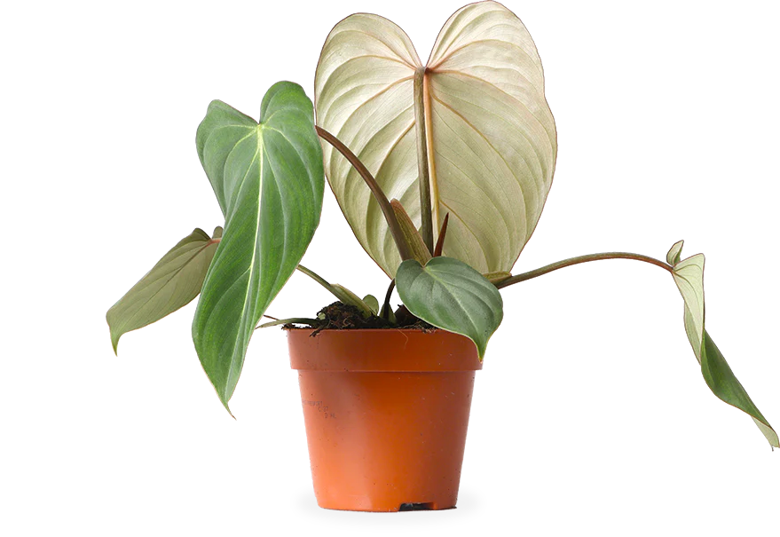 Philodendron Gloriosum