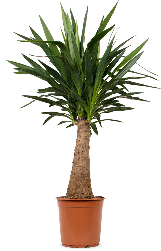 Yucca maya tree (Palmlilie) (L)