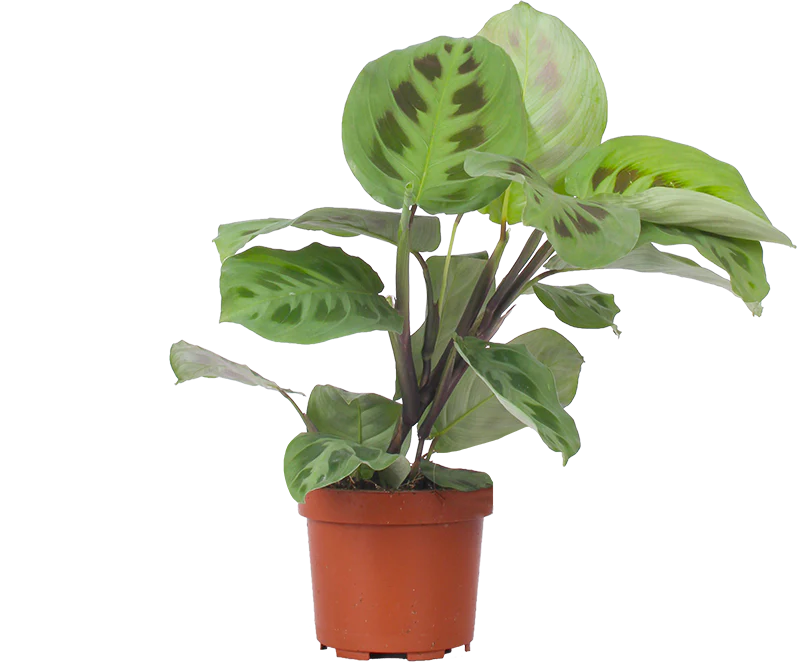 Maranta leuconeura kerchoveana (Pfeilwurz) (S)