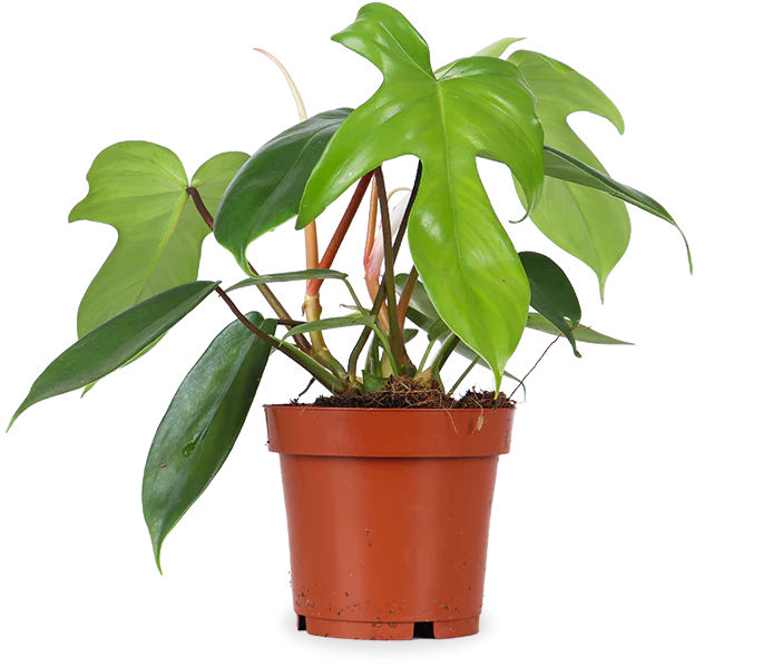 Philodendron Florida Green (Baumfreund) (S)