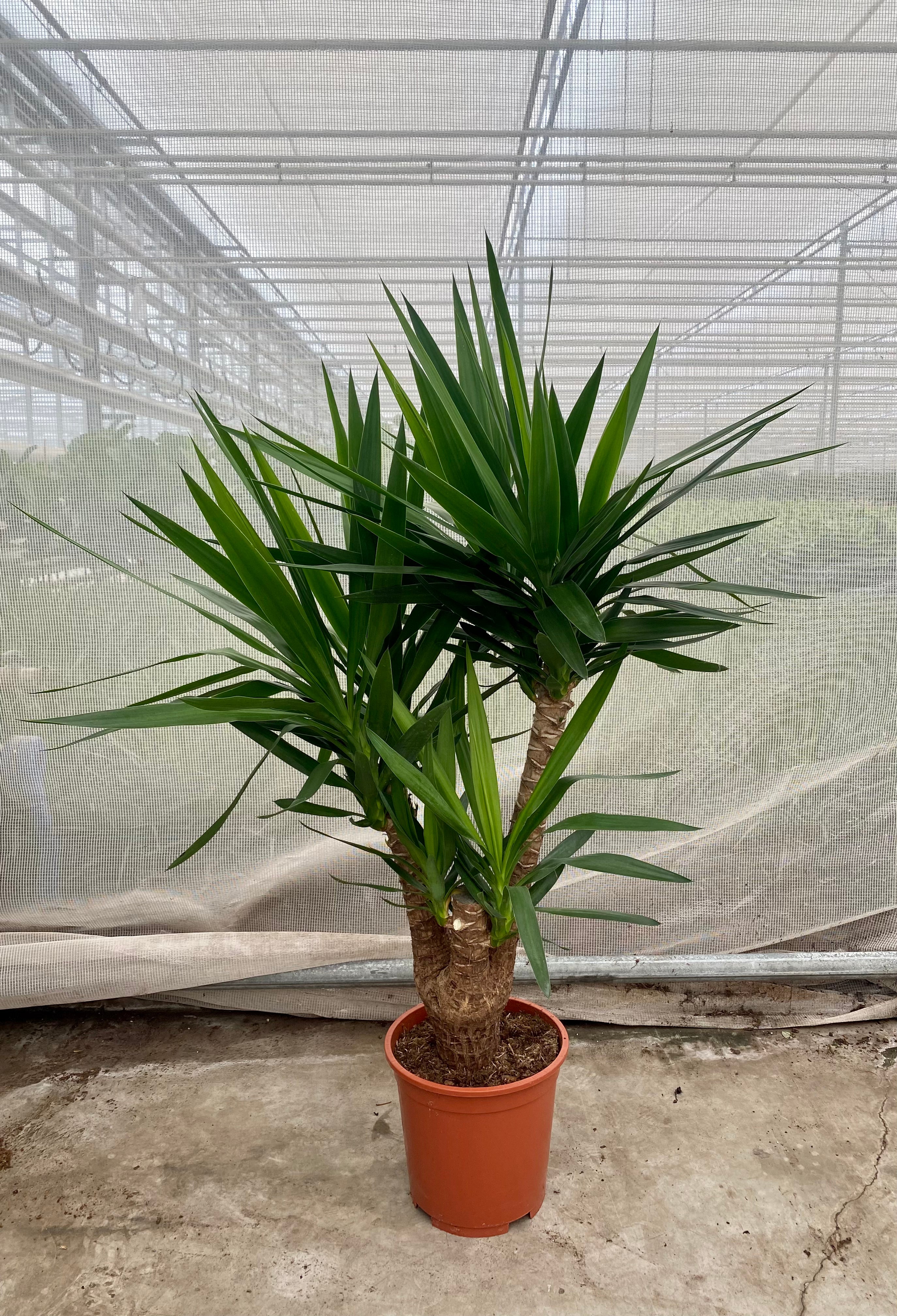 Yucca verzweigter Stamm (Groggy Zweige)