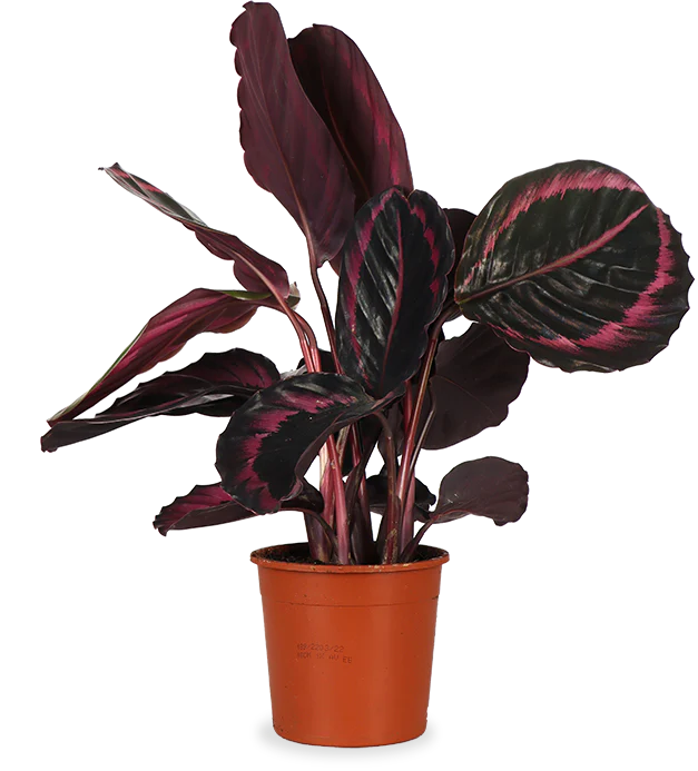 Calathea Surprisestar (Korbmarante)