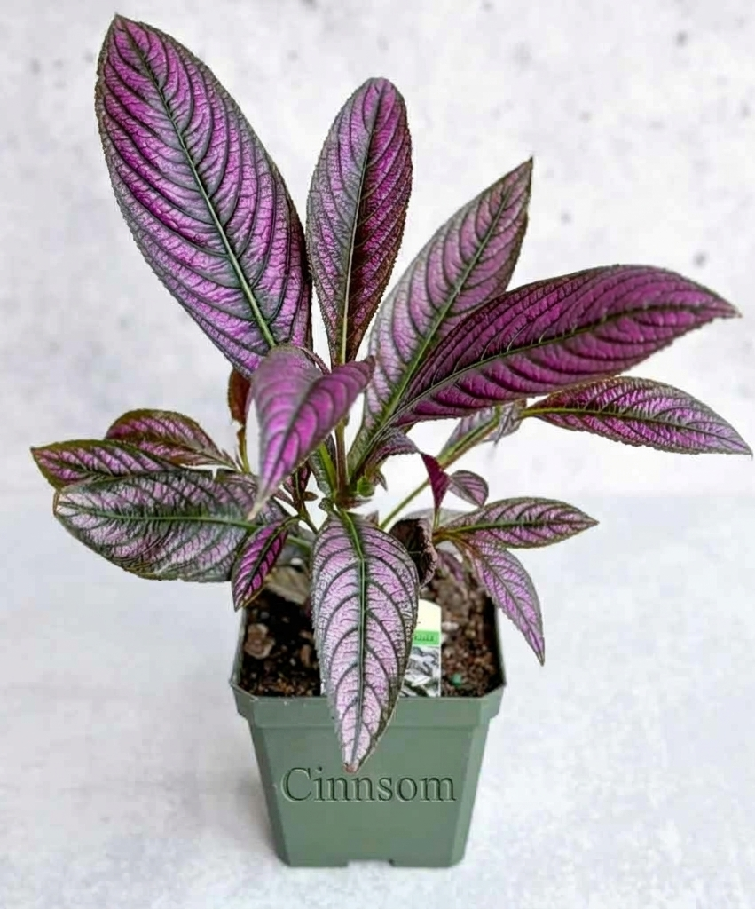 Strobilanthes dyerianus - Persischer Schild