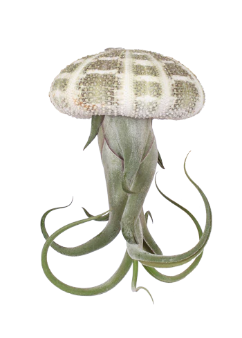 Tillandsia medusa aus der Muschel (Luftpflanze) (XS)