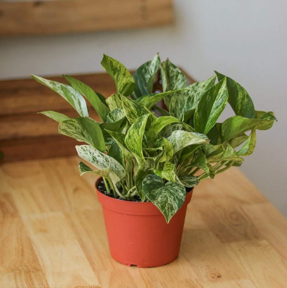 Epipremnum Aureum „Marble Queen“ Pothos – verschiedene Größen