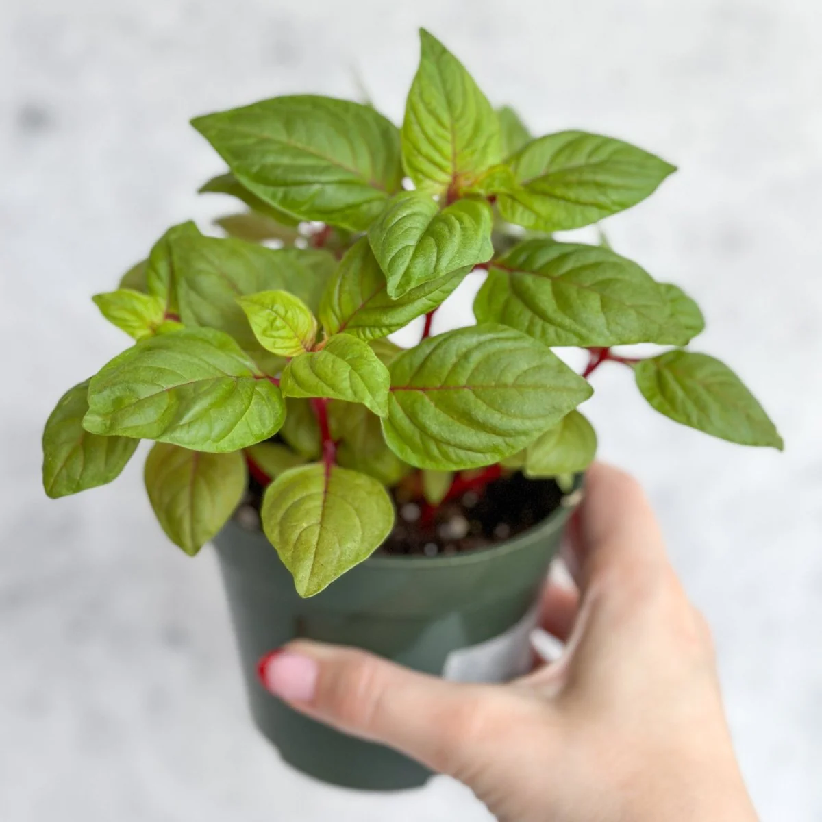 Celosia argenta – Celosia im neuen Look