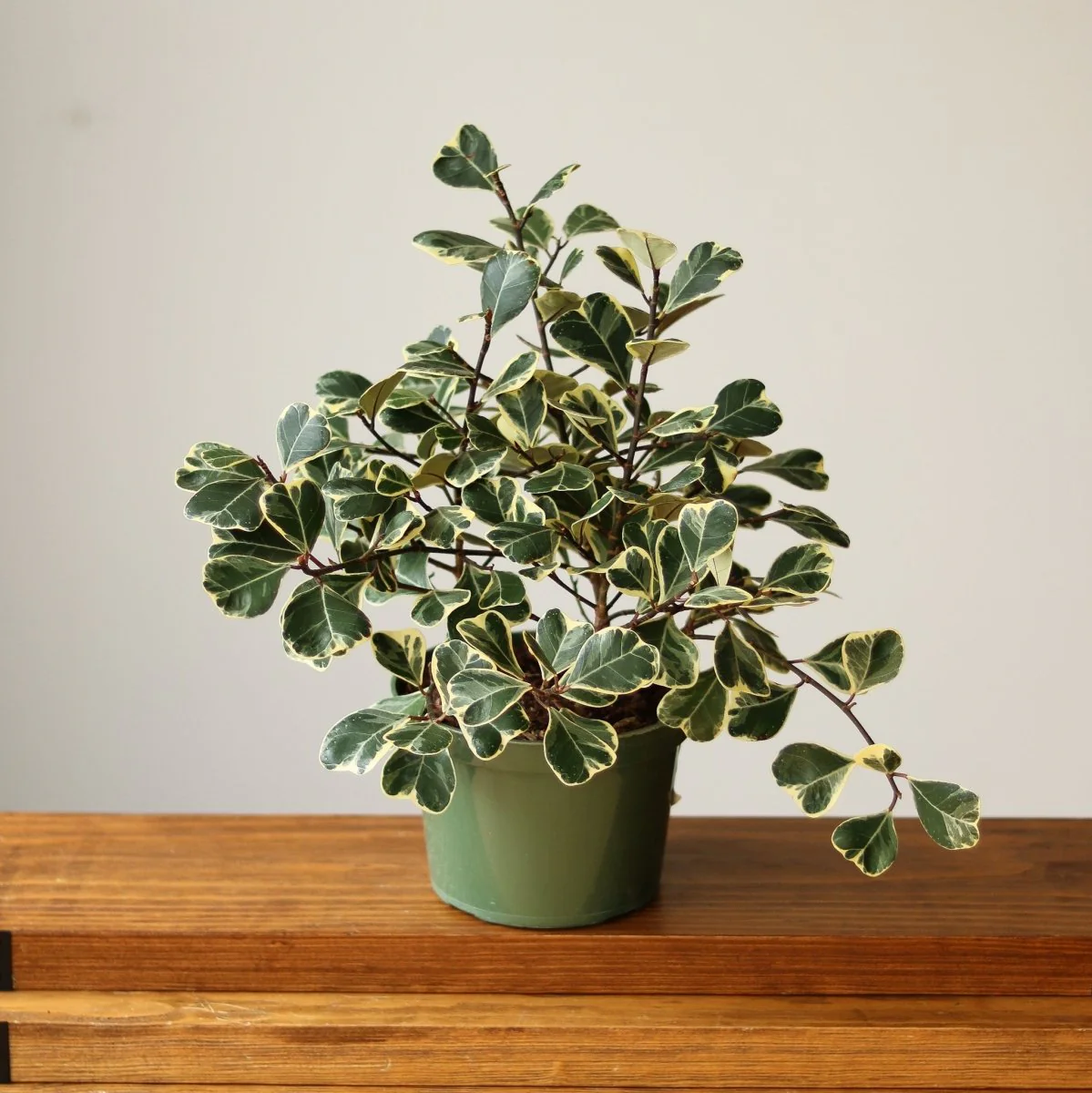 Ficus triangularis 'Variegata'