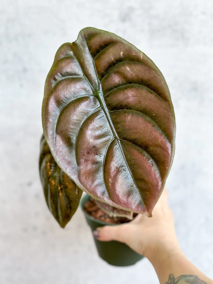 Alocasia cuprea Rotes Geheimnis