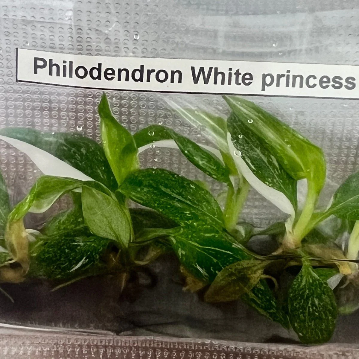 Philodendron Royal Flush-Pflanzen (4 Packungen mit je 5 Stück) -