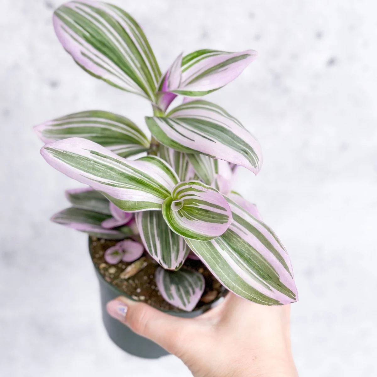 Tradescantia 'Nanouk' - Bubblegum Tradescantia - Hängekorb
