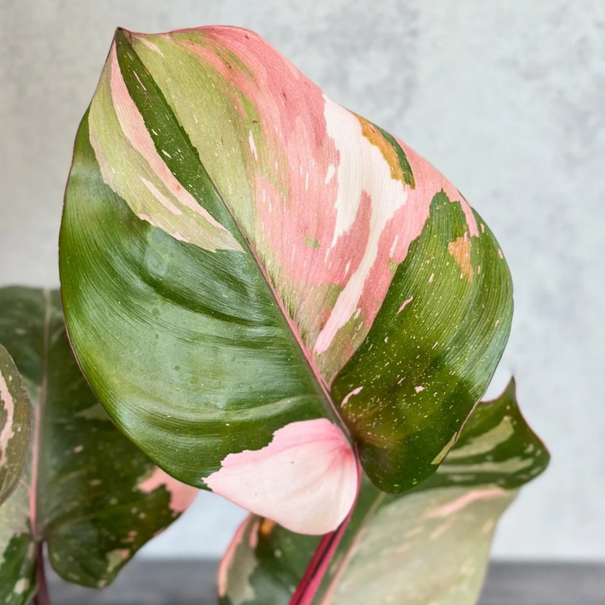 Philodendron erubescens – Pink Princess Philodendron – Verschiedene Größen