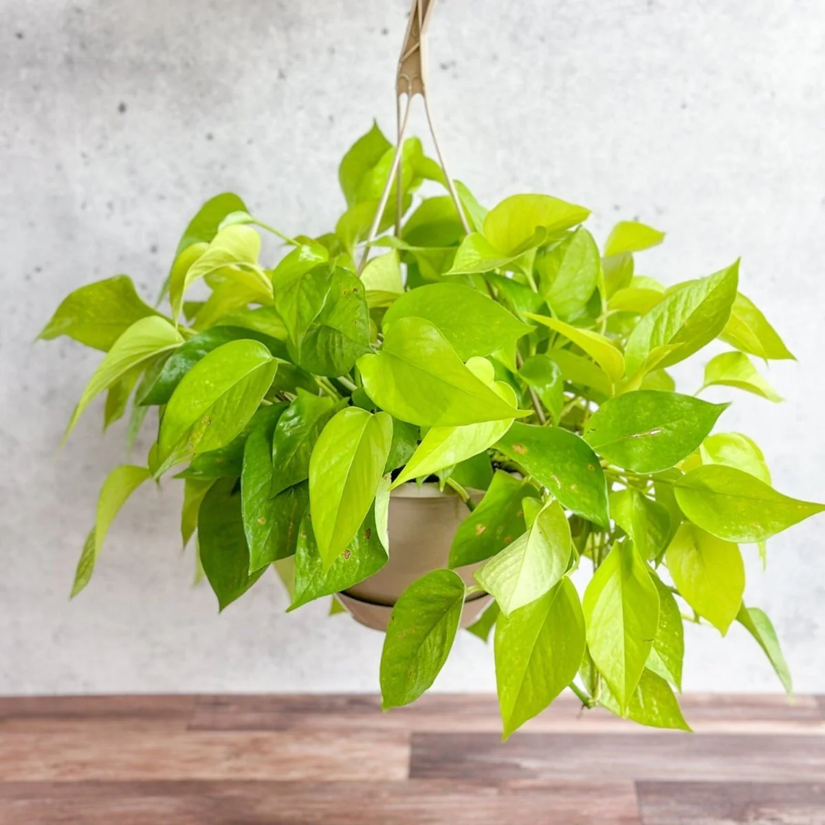 Epipremnum Aureum 'Neon' Pothos - Hängekorb