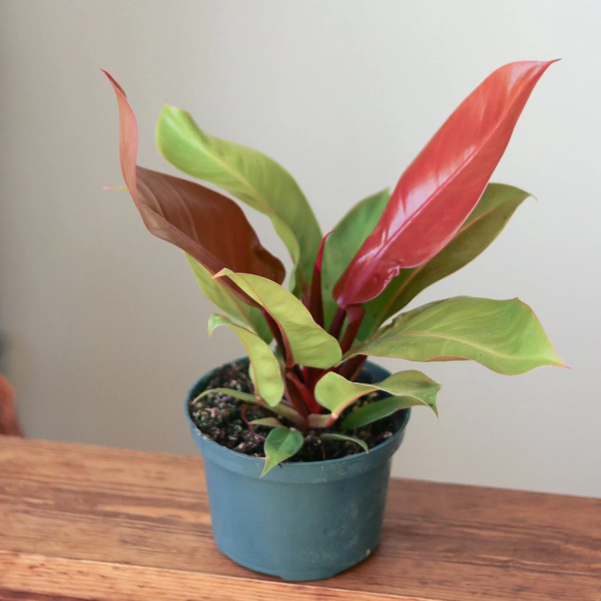 Philodendron 'Prince of Orange' - Verschiedene Größen