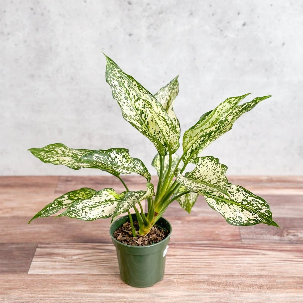 Aglaonema 'Spring Snow' Chinesisches Immergrün - Verschiedene Größen