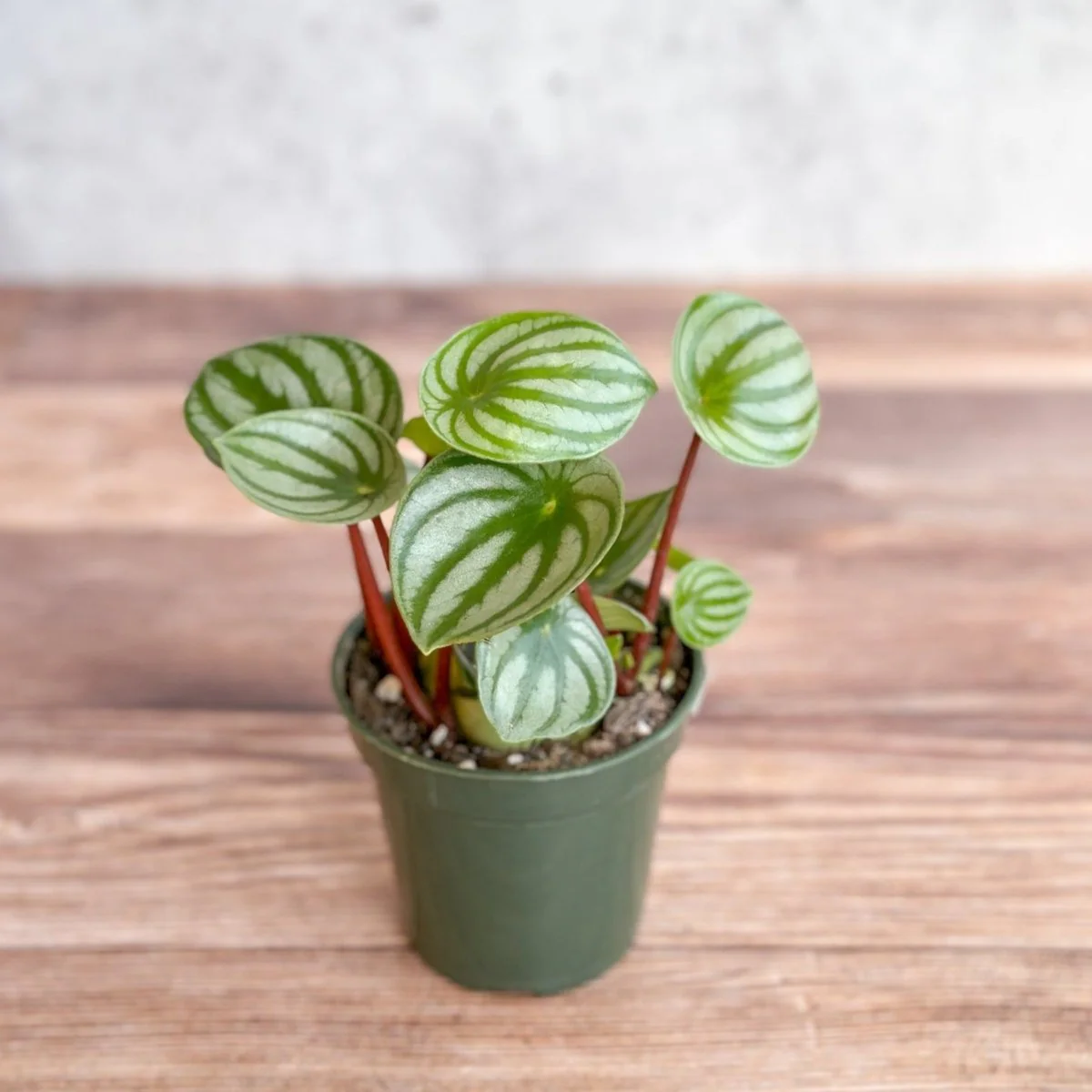 Peperomia Argyreia 'Wassermelonen-Peperomia'