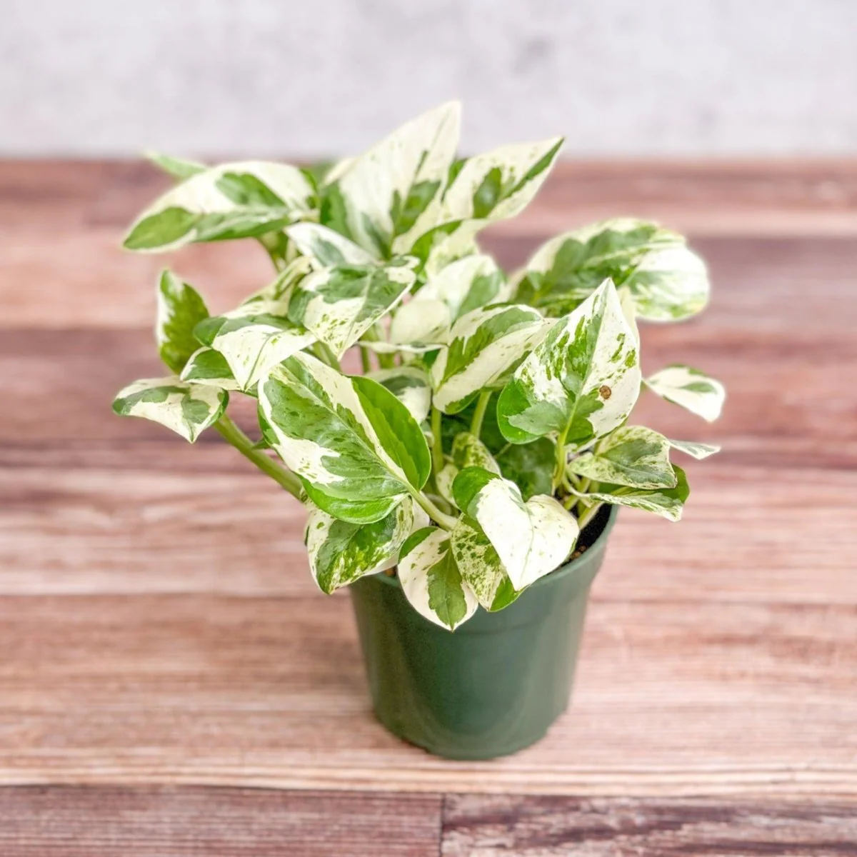 Epipremnum Aureum „Perlen und Jade“ Pothos