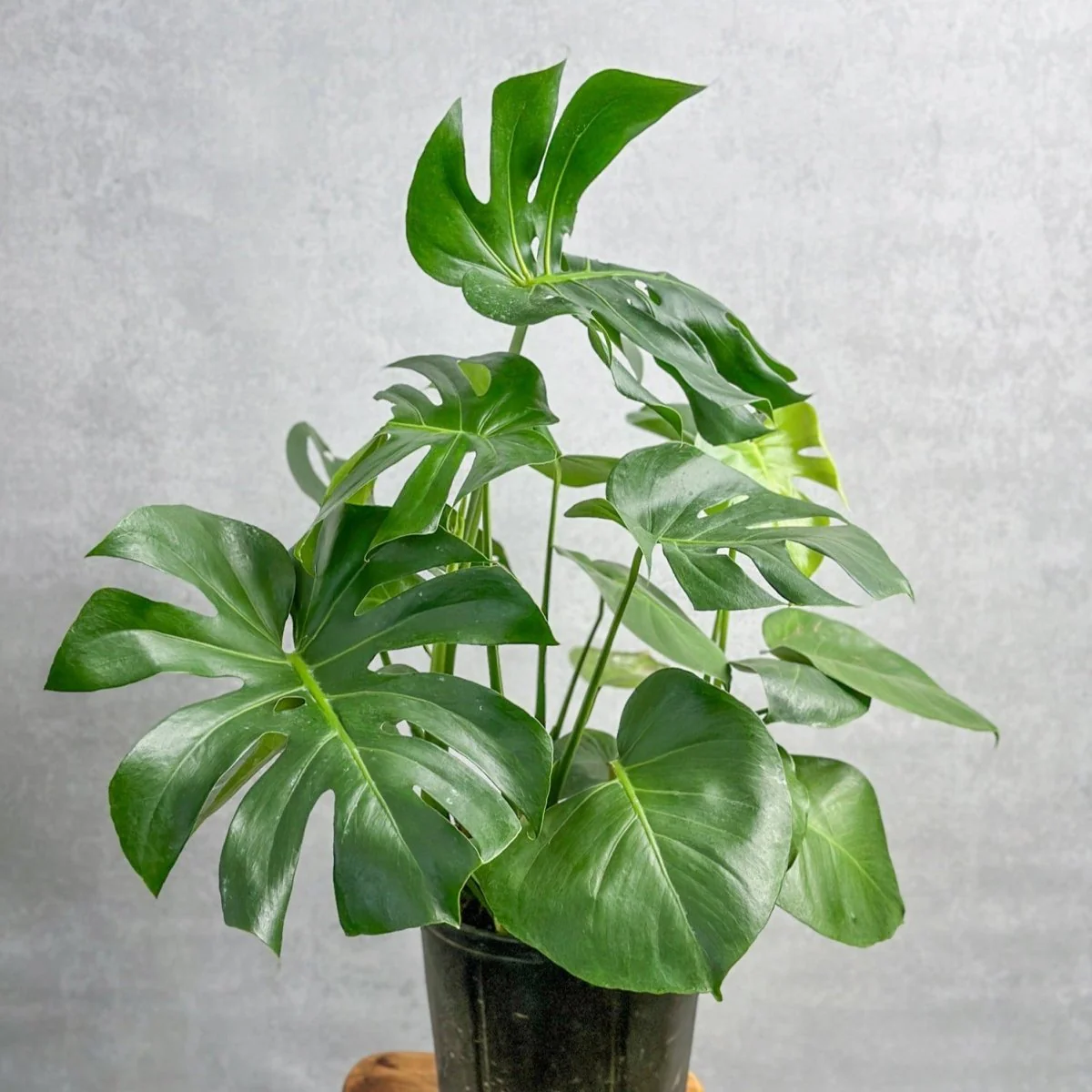 Monstera Deliciosa Bodenpflanze