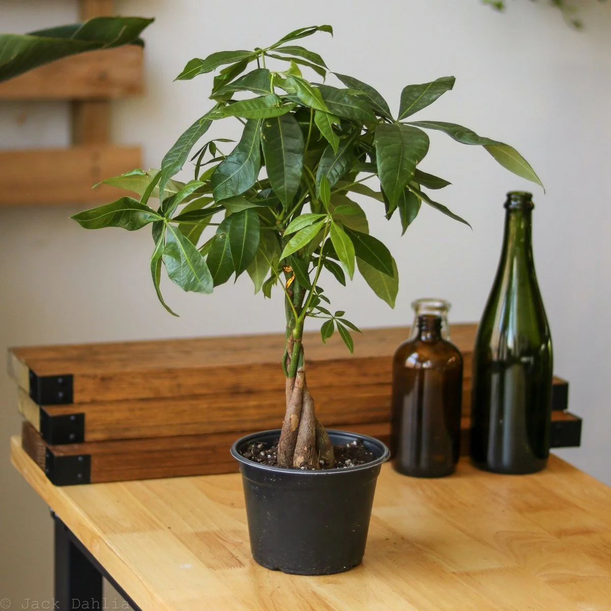 Pachira Aquatica 'Geldbaum'