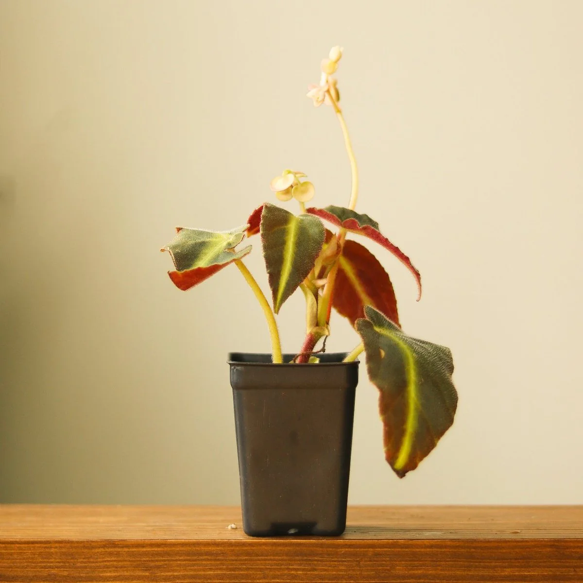 Begonia listada – Exotische Begonie