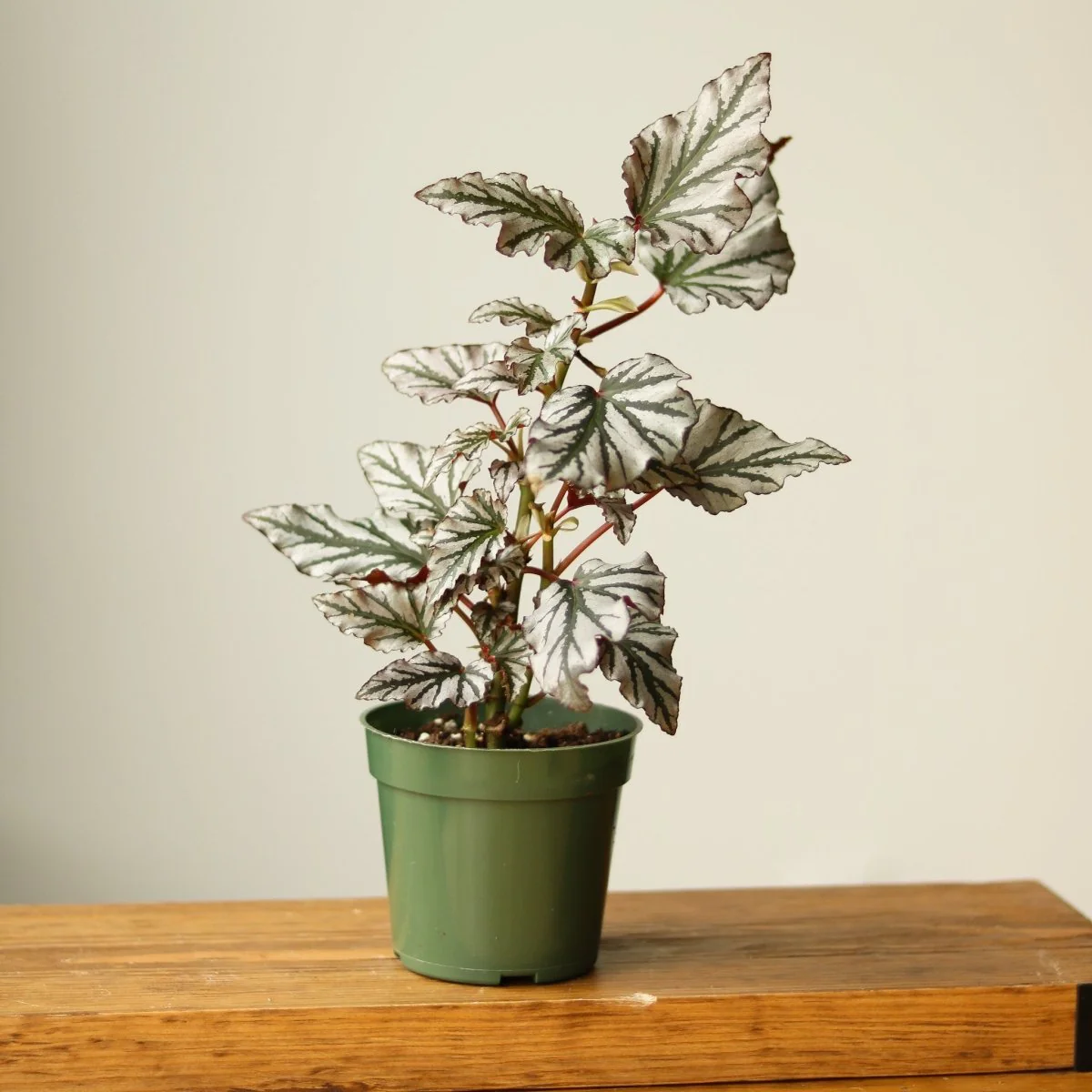 Begonie „Kismet“ – Faserbegonie-Hybride – verschiedene Größen