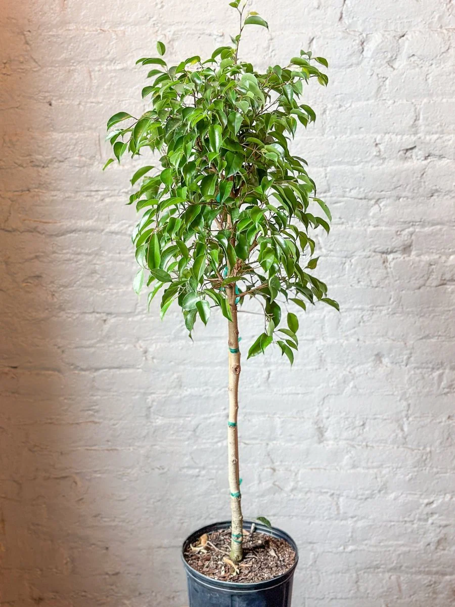 Ficus benjamina – Standard-Ficus-Bodenpflanze