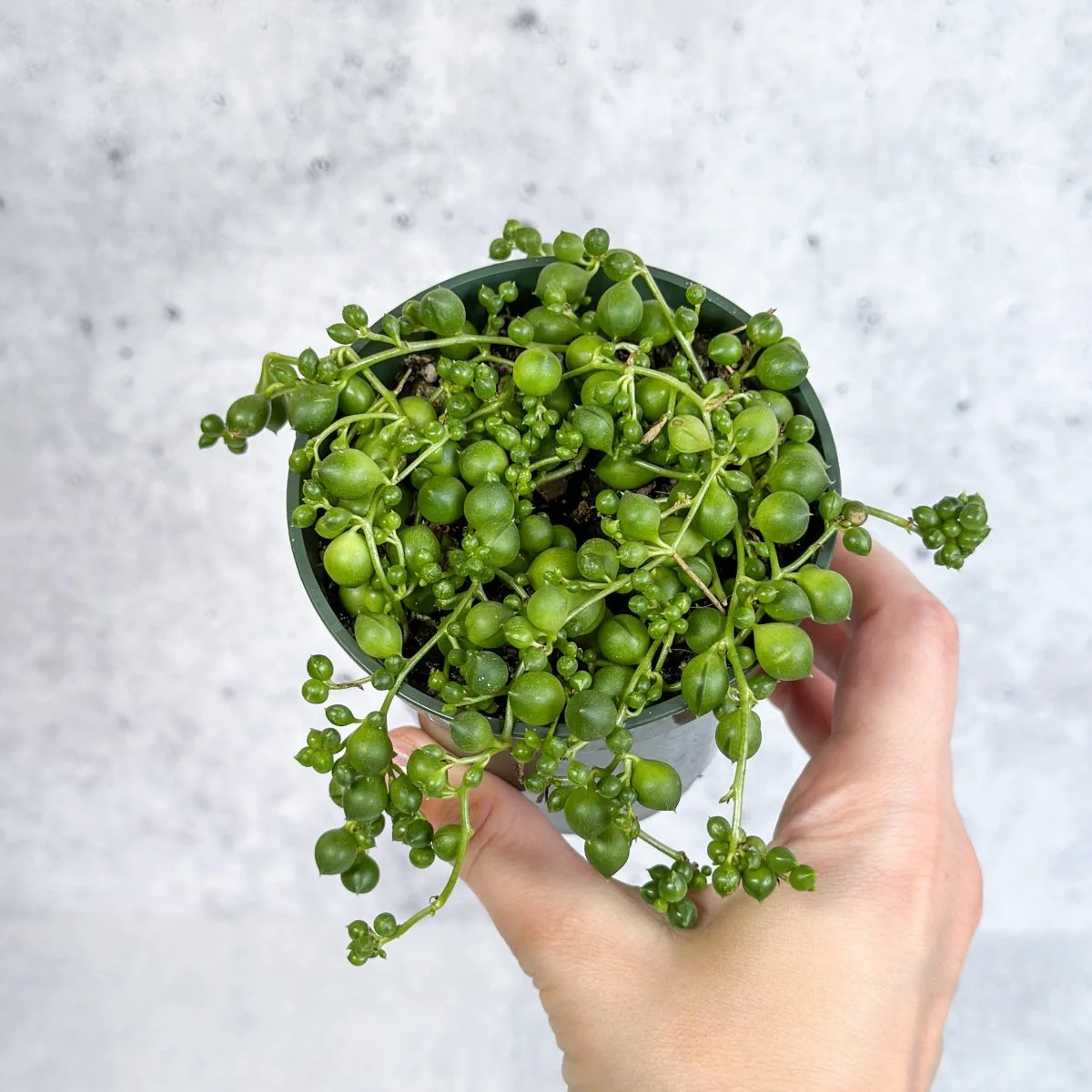Senecio Rowleyanus 'Perlenkette'