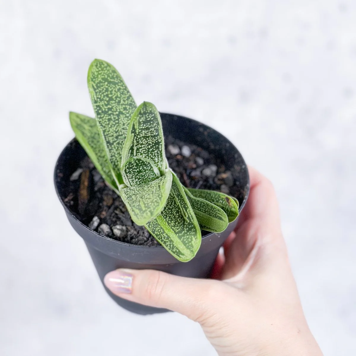 Gasteria 'Little Warty' - Kleine Warzige Ochsenzunge - 4 Zoll
