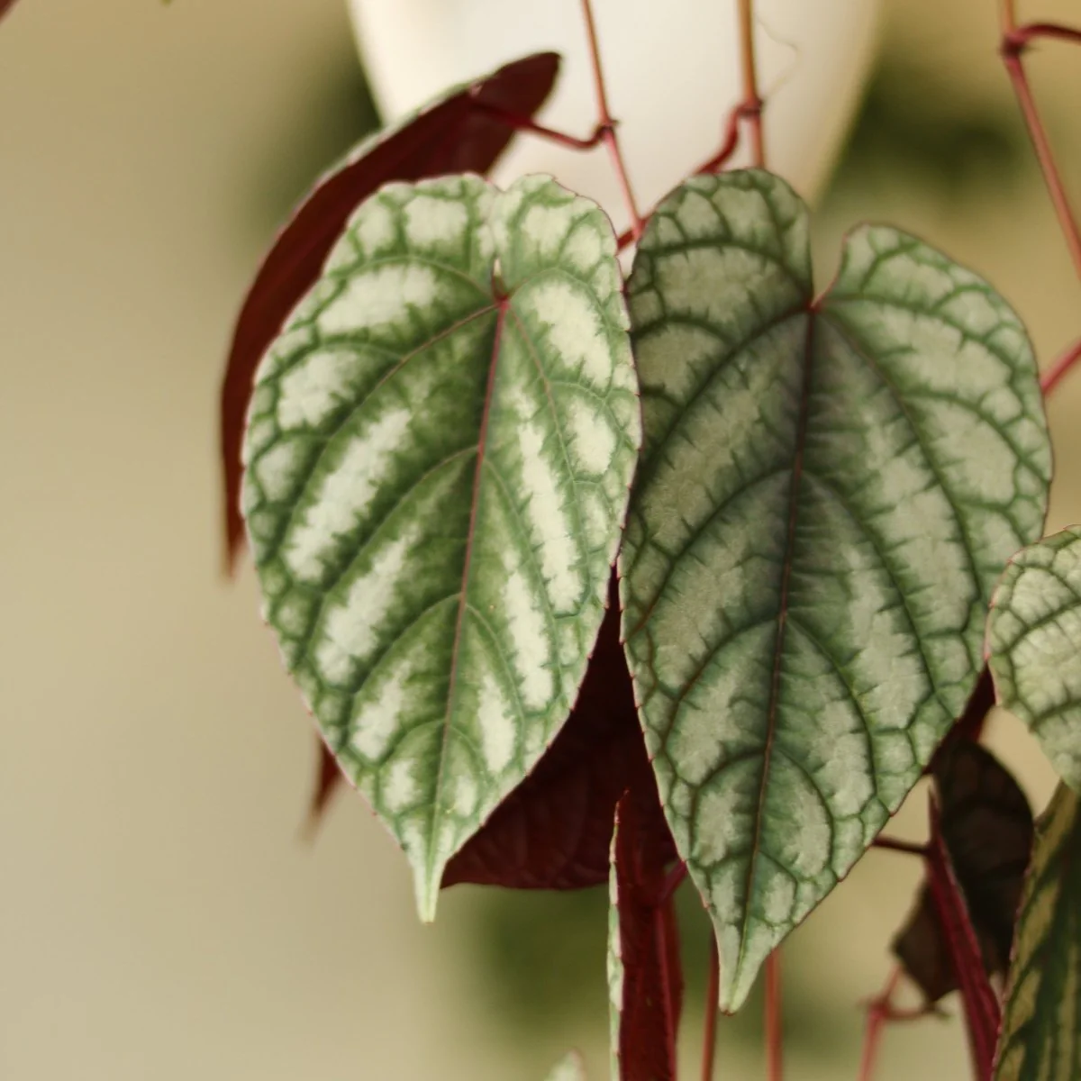Cissus Discolor „Rex Begonia Vine“