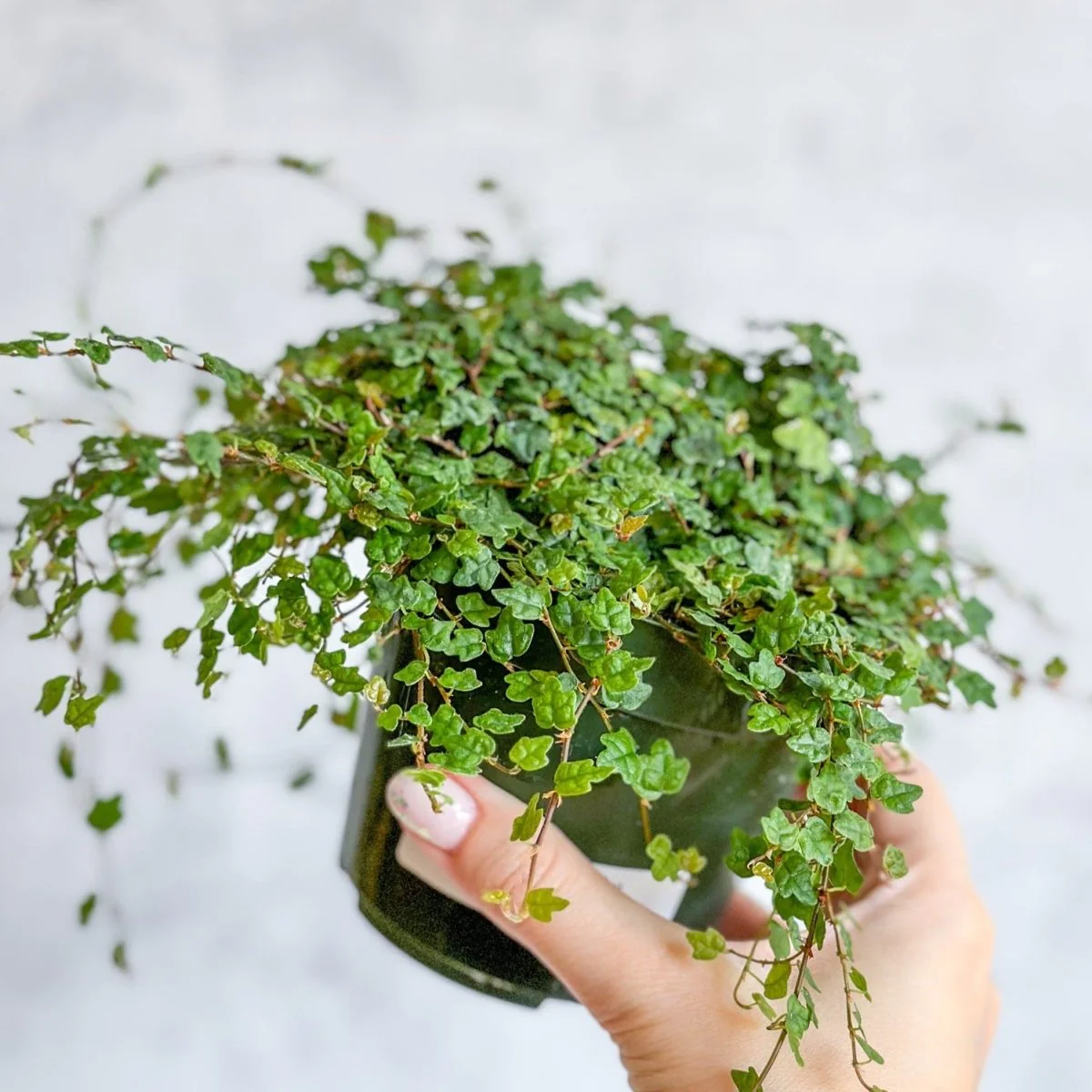 Ficus quercifolia - String Of Frogs Hängekorb