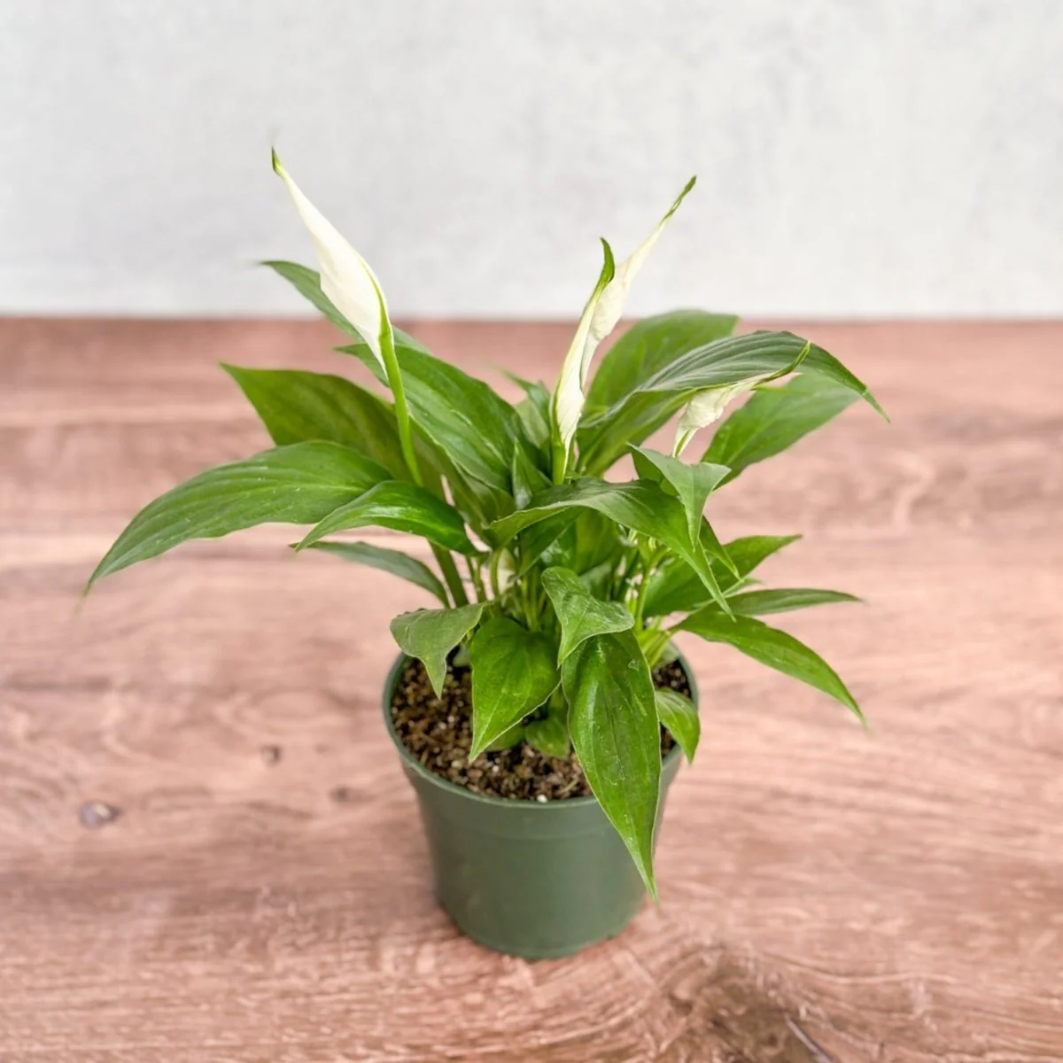 Spathiphyllum 'Friedenslilie'