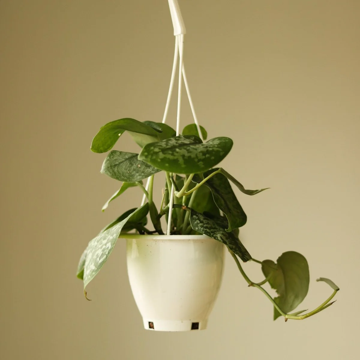 Scindapsus Pictus 'Silver Splash' Hängekorb