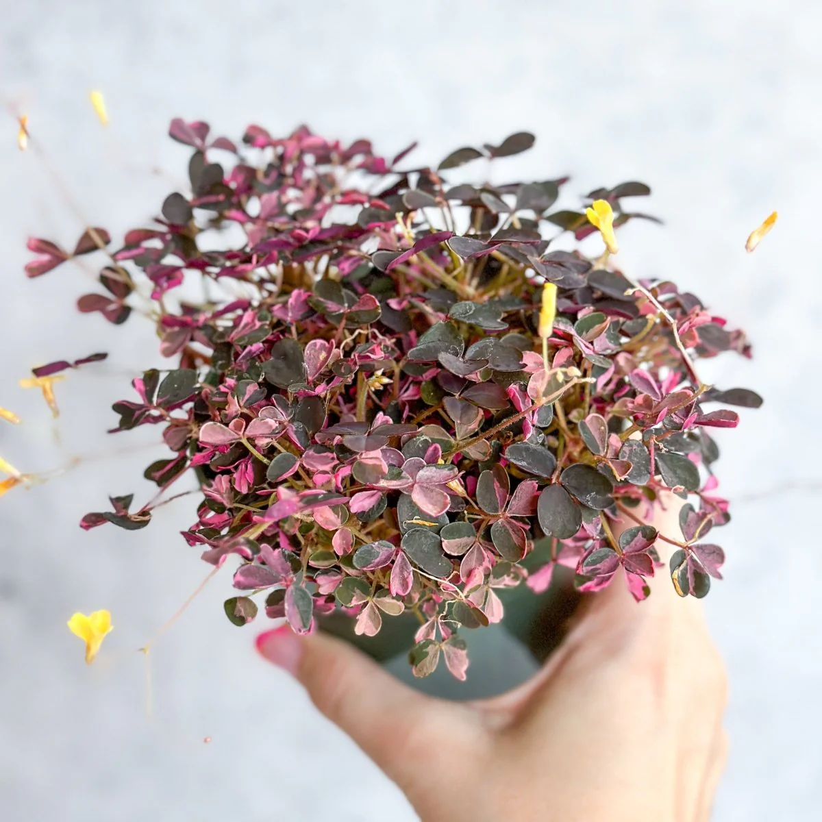 Oxalis spiralis ‘Bi-Color’ – Zuckerstangen-Klee