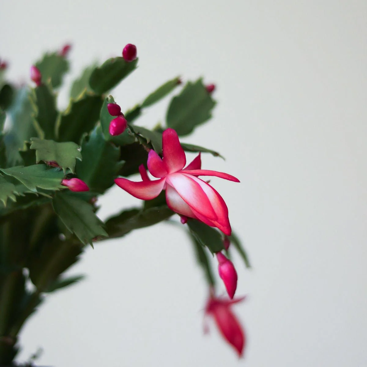Schlumbergera Bridgessii 'Weihnachtskaktus'