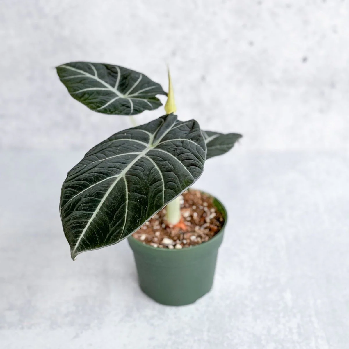 Alocasia Reginula „Black Velvet“ – 4,5 Zoll