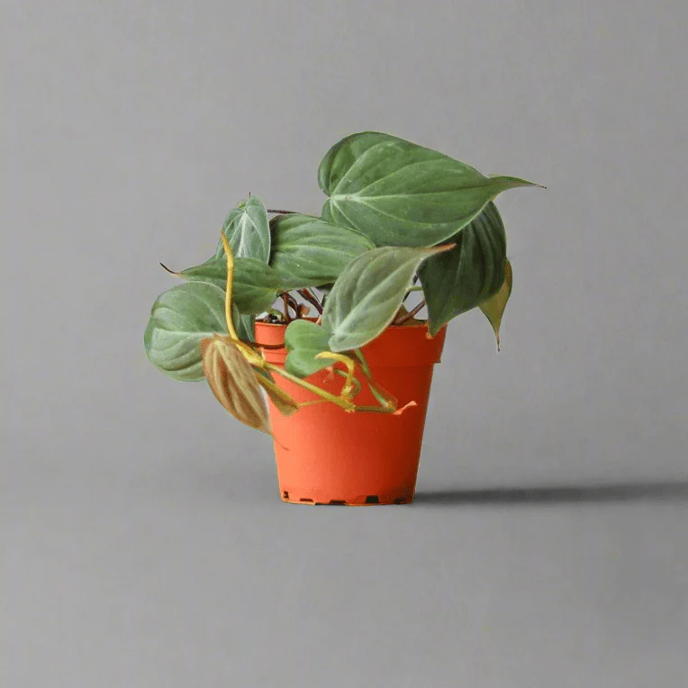 Philodendron Micans - Micans Philodendron