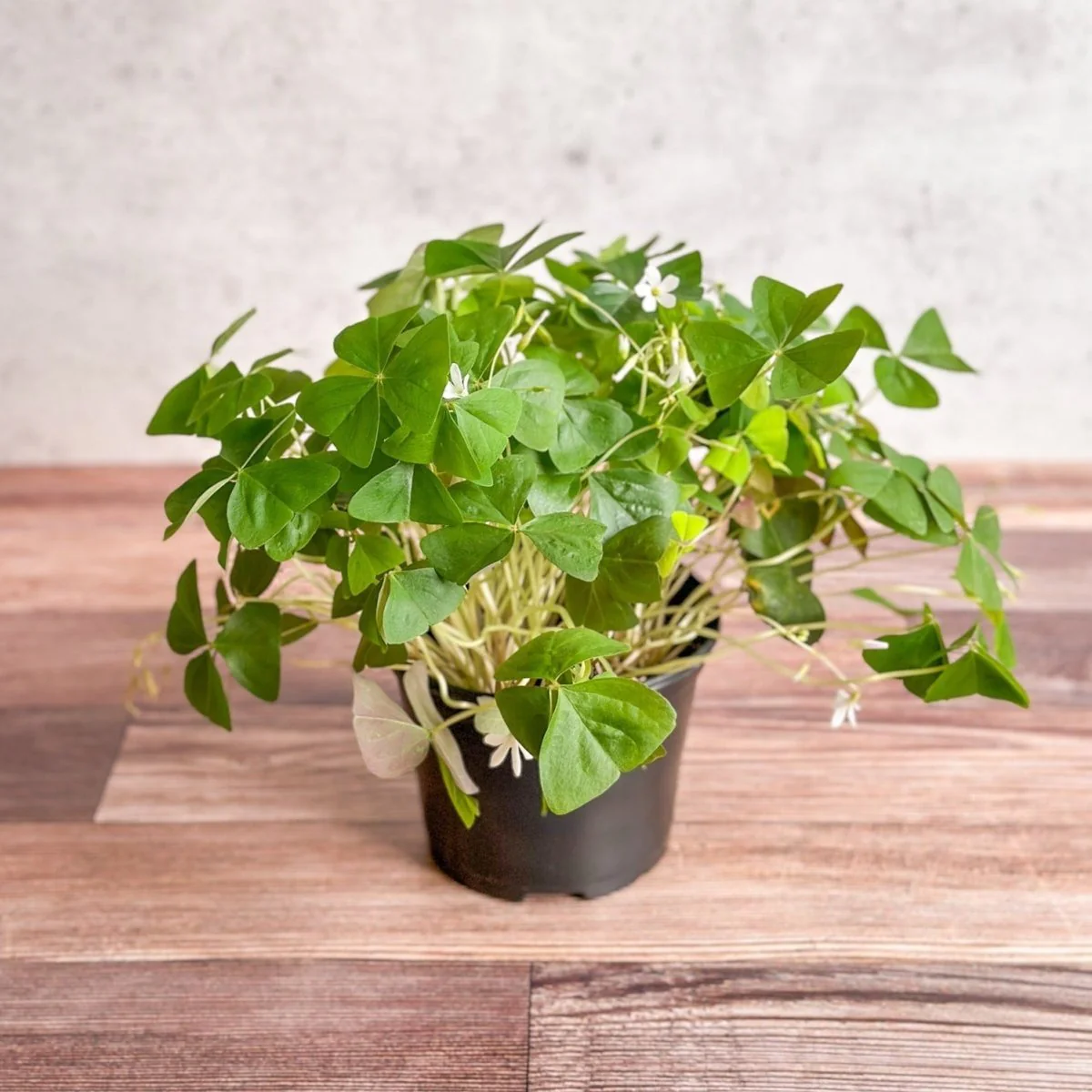 Oxalis regnellii – Falscher Klee