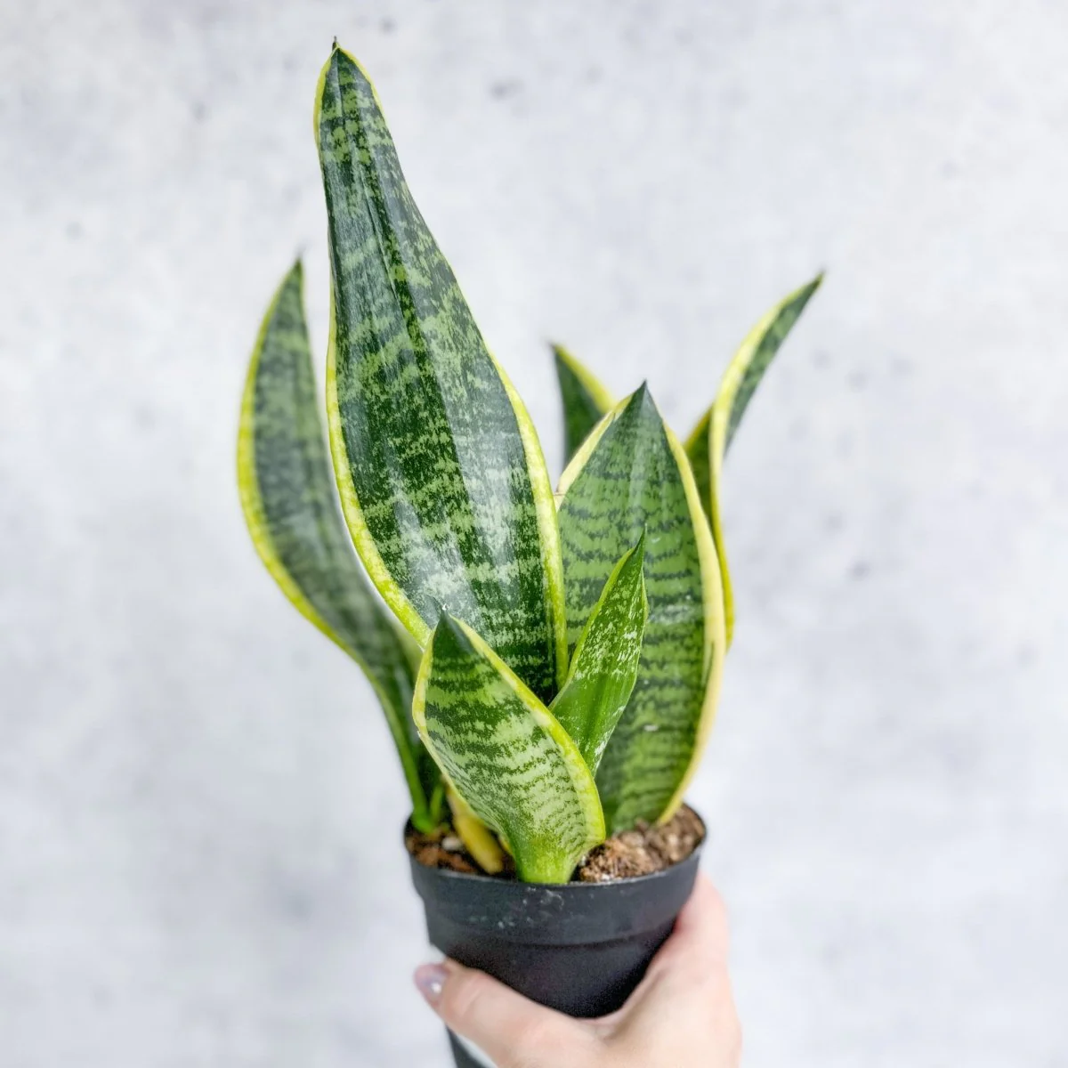 Sansevieria laurentii 'Robusta' - Gelbe bunte Schlangenpflanze