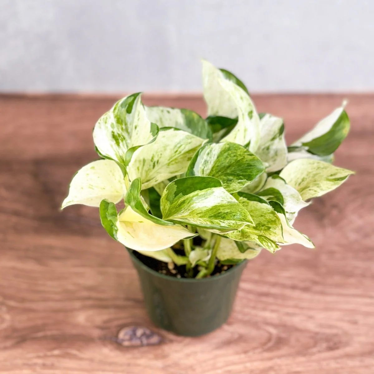 Manjula Pothos - Epipremnum aureum 'Manjula' - 4 Zoll